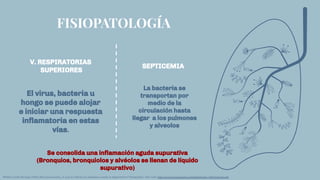 FISIOPATOLOGÍA
V. RESPIRATORIAS
SUPERIORES
SEPTICEMIA
El virus, bacteria u
hongo se puede alojar
e iniciar una respuesta
inﬂamatoria en estas
vías.
La bacteria se
transportan por
medio de la
circulación hasta
llegar a los pulmones
y alveolos
Se consolida una inﬂamación aguda supurativa
(Bronquios, bronquiolos y alvéolos se llenan de líquido
supurativo)
RPablo Cortés Borrego (2001) Bronconeumonía: ¿A qué se reﬁeren los pediatras cuando la diagnostican? Medigraphic. Sitio web: https://www.medigraphic.com/pdfs/iner/in-2001/in013a.pdf
 