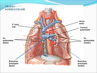 Vv.
pulmonales
sinistra
Vv.
pulmonales
dextra
Truncus
pulmonalis
Arcus
aorta
V. cava
sup.
Bronchus
principalis
dextra
Bronchus
principalis
sinistra
TRAKEA
KOMŞULUKLARI
 