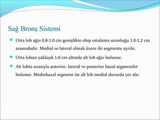 Sağ Bronş Sistemi
 Orta lob ağzı 0.8-1.0 cm genişlikte olup ortalama uzunluğu 1.0-1.2 cm
arasındadır. Medial ve lateral olmak üzere iki segmente ayrılır.
 Orta lobun yaklaşık 1.0 cm altında alt lob ağzı bulunur.
 Alt lobta sırasıyla anterior, lateral ve posterior bazal segmentler
bulunur. Mediobazal segment ise alt lob medial duvarda yer alır.
 