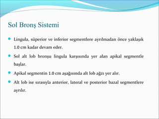  Lingula, süperior ve inferior segmentlere ayrılmadan önce yaklaşık
1.0 cm kadar devam eder.
 Sol alt lob bronşu lingula karşısında yer alan apikal segmentle
başlar.
 Apikal segmentin 1.0 cm aşağısında alt lob ağzı yer alır.
 Alt lob ise sırasıyla anterior, lateral ve posterior bazal segmentlere
ayrılır.
Sol Bronş Sistemi
 