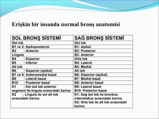 Erişkin bir insanda normal bronş anatomisi
SOL BRONŞ SİSTEMİ SAĞ BRONŞ SİSTEMİ
Üst lob Üst lob
B1 ve 2: Apikoposterior B1: Apikal
B3 : Anterior B2: Posterior
Lingula B3: Anterior
B4 : Süperior Orta lob
B5 : Inferior B4: Lateral
Alt lob B5: Medial
B6 : Süperior (apikal) Alt lob
B7 ve 8: Anteromedial bazal B6: Süperior (apikal)
B9 : Lateral bazal B7: Medial bazal
B10 : Posterior bazal B8: Anterior bazal
K1 : Sol üst lob anterior
segment ile lingula arasındaki karina
B9: Lateral bazal
B10: Posterior bazal
K2 : Lingula ile sol alt lob
arasındaki karina
K1: Sağ üst lob ile bronkus
intermedius arasındaki karina
K2: Orta lob ile alt lob arasındaki
karina
 