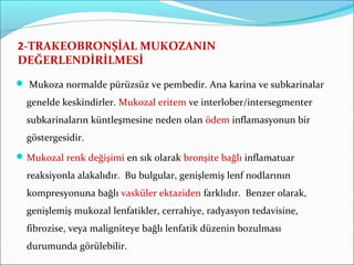 2-TRAKEOBRONŞİAL MUKOZANIN
DEĞERLENDİRİLMESİ
 Mukoza normalde pürüzsüz ve pembedir. Ana karina ve subkarinalar
genelde keskindirler. Mukozal eritem ve interlober/intersegmenter
subkarinaların küntleşmesine neden olan ödem inflamasyonun bir
göstergesidir.
Mukozal renk değişimi en sık olarak bronşite bağlı inflamatuar
reaksiyonla alakalıdır. Bu bulgular, genişlemiş lenf nodlarının
kompresyonuna bağlı vasküler ektaziden farklıdır. Benzer olarak,
genişlemiş mukozal lenfatikler, cerrahiye, radyasyon tedavisine,
fibrozise, veya maligniteye bağlı lenfatik düzenin bozulması
durumunda görülebilir.
 