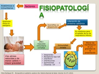factoresAnatómicos e
inmunitarios
Síndrome
clínico &
patógeno
Vías aéreas
reducidas o de
menor calibre =
mayor gravedad
VRS=
respuesta
inmunitaria
compleja
Eosinófilos se
desgranulan
Liberación de
proteína catiónica
Es citotóxica para
el epitelio de la vía
respiratoria inferior
Inmunidad
innata
• Desprende:
• Receptores tipo toll
• Interferón
• Interleucinas
• Quimiocinas y
Citosinas tnf
Alterar las
manifestacion
es y/o
gravedad de
la
presentación
Pérez Rodríguez MJ . Bronquiolitis en pediatría: puesta al día. Sistema Nacional de Salud. Volumen 34, Nº 1/2010.
 