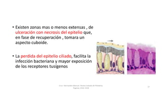 • Existen zonas mas o menos extensas , de
ulceración con necrosis del epitelio que,
en fase de recuperación , tomara un
aspecto cuboide.
• La perdida del epitelio ciliado, facilita la
infección bacteriana y mayor exposición
de los receptores tusígenos
Cruz- Hernandez Manuel. Nuevo tratado de Pediatria.
Paginas.1416-1418
27
 