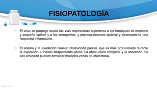 FISIOPATOLOGÍA
• El virus se propaga desde las vías respiratorias superiores a los bronquios de mediano
y pequeño calibre y a los bronquiolos, y provoca necrosis epitelial y desencadena una
respuesta inflamatoria.
• El edema y la exudación causan obstrucción parcial, que es más pronunciada durante
la espiración e induce atrapamiento aéreo. La obstrucción completa y la absorción del
aire atrapado pueden provocar múltiples zonas de atelectasia.
 