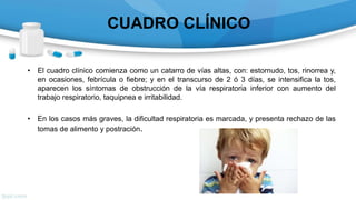 CUADRO CLÍNICO
• El cuadro clínico comienza como un catarro de vías altas, con: estornudo, tos, rinorrea y,
en ocasiones, febrícula o fiebre; y en el transcurso de 2 ó 3 días, se intensifica la tos,
aparecen los síntomas de obstrucción de la vía respiratoria inferior con aumento del
trabajo respiratorio, taquipnea e irritabilidad.
• En los casos más graves, la dificultad respiratoria es marcada, y presenta rechazo de las
tomas de alimento y postración.
 