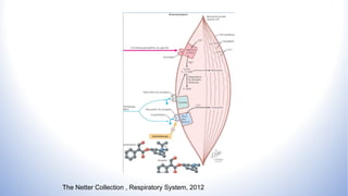The Netter Collection , Respiratory System, 2012
 