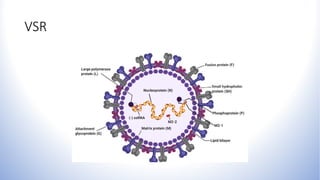 VSR
 