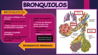 BRONQUIOLOS
-No posee cartílago en sus
paredes
- Mide menos de 1 mm de
diámetro
- Posee células de clara con
recubrimiento endotelial
CELULAS CLARAS:
-protegen el epitelio
bronquiolar
-produce agente tensoactivo
para disminuir tensión
superficial
BRONQUIOLOS
-región mas pequeña y
distal
- 0.5 mm de diámetro
-llevan el aire a los
acinos pulmonares
- Tiene epitelio
cuboide con células
claras
- Ramifican y forman:
BRONQUIOLOS
RESPIRATORIOS
BRONQUIOLOS TERMINALES
 