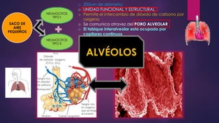 ALVÉOLOS
NEUMOCITOS
TIPO I
NEUMOCITOS
TIPO II
SACO DE
AIRE
PEQUEÑOS
o 200um de diámetro
o UNIDAD FUNCIONAL Y ESTRUCTURAL
o Permite el intercambio de dióxido de carbono por
oxigeno
o Se comunica atravez del PORO ALVEOLAR
o El tabique interalveolar esta ocupado por
capilares continuos
 