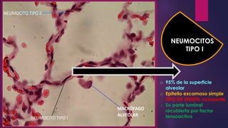 NEUMOCITOS
TIPO I
o 95% de la superficie
alveolar
o Epitelio escamoso simple
o TIPO DE UNION: ocluyente
o Su parte luminal
recubierta por factor
tensoactivo
 