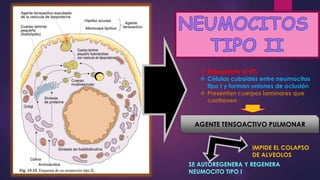  Representa el 5%
 Células cuboides entre neumocitos
tipo I y forman uniones de oclusión
 Presentan cuerpos laminares que
contienen :
AGENTE TENSOACTIVO PULMONAR
IMPIDE EL COLAPSO
DE ALVEOLOS
SE AUTOREGENERA Y REGENERA
NEUMOCITO TIPO I
 