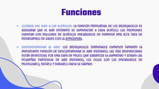 Funciones
♥ Llegada del aire a los alvéolos: La función primordial de los bronquiolos es
asegurar que el aire entrante se suministre a cada alvéolo. Los pulmones
cuentan con millones de alvéolos encargados de permitir una alta tasa de
intercambio de gases con la atmósfera.
♥ Descontaminar el aire: Los bronquiolos terminales cumplen también la
importante función de descontaminar el aire inspirado. Las vías respiratorias
están revestidas por una capa de moco que garantiza la humedad y atrapa las
pequeñas partículas de aire inspirado, los cilios son los encargados de
movilizarlo, batirlo y dirigirlo hacia la laringe.
 
