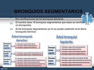 BRONQUIOS SEGMENTARIOS
Son ramificaciones de los bronquios lobulares.
El hombre tiene 18 bronquios segmentarios que estos se ramifican
en bronquiolos.
Si los bronquios segmentarios ya no se puede subdividir se le llama
bronquiolo terminal.
 