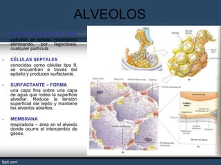 ALVEOLOS
-
    MACRÓFAGOS ALVEOLARES
    patrullan el epitelio respiratorio
    eliminando, por fagocitosis,
    cualquier partícula.

-   CÉLULAS SEPTALES
    conocidas como células tipo II,
    se encuentran a través del
    epitelio y producen surfactante.

-   SURFACTANTE – FORMA
    una capa fina sobre una capa
    de agua que rodea la superficie
    alveolar. Reduce la tensión
    superficial del tejido y mantiene
    los alveolos abiertos.

-   MEMBRANA
    respiratoria – área en el alveolo
    donde ocurre el intercambio de
    gases.
 