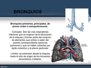 BRONQUIOS

 Bronquios primarios, principales, de
  primer orden o extrapulmonares.

    Concepto: Son las vías respiratorias
inferiores que se originan de la bifurcación
 de la tráquea y forman parte del conjunto
   de elementos que entran o salen del
     pulmón correspondiente (pedículo
  pulmonar) y que se hallan cubiertas por
   tejido conectivo y la pleura pedicular.

 Límites: se extienden desde la tráquea
 hasta el sitio de origen de los bronquios
          secundarios o lobares.
 