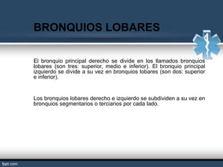 BRONQUIOS LOBARES

El bronquio principal derecho se divide en los llamados bronquios
lobares (son tres: superior, medio e inferior). El bronquio principal
izquierdo se divide a su vez en bronquios lobares (son dos: superior
e inferior).


Los bronquios lobares derecho e izquierdo se subdividen a su vez en
bronquios segmentarios o terciarios por cada lado.
 