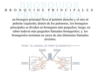 BRONQUIOS
PRINCIPALES
B R O N Q U I O S P R I N C I P A L E S
un bronquio principal lleva al pulmón derecho y el otro al
pulmón izquierdo; dentro de los pulmones, los bronquios
principales se dividen en bronquios más pequeños; luego, en
tubos todavía más pequeños llamados bronquiolos; y. los
bronquiolos terminan en sacos de aire diminutos llamados
alvéolos.
 
