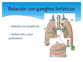  Relación con el pedículo
 Rodean ant, y post
pediculares
Relación con ganglios linfáticos
 