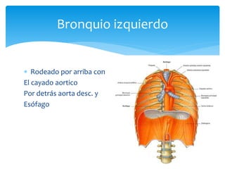  Rodeado por arriba con
El cayado aortico
Por detrás aorta desc. y
Esófago
Bronquio izquierdo
 