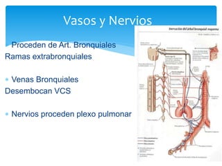  Proceden de Art. Bronquiales
Ramas extrabronquiales
 Venas Bronquiales
Desembocan VCS
 Nervios proceden plexo pulmonar
Vasos y Nervios
 