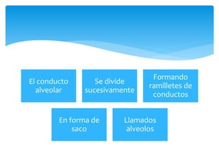 El conducto
alveolar
Se divide
sucesivamente
Formando
ramilletes de
conductos
En forma de
saco
Llamados
alveolos
 