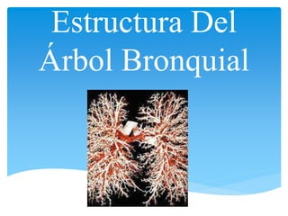 Estructura Del
Árbol Bronquial
 
