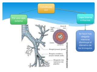Constituido
por
Por una capa
externa
capa Interna
o mucosa
Se hace mas
delgada
mientras
disminuye el
diámetro de
los bronquios
 
