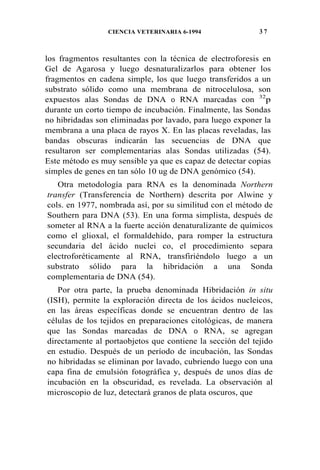 CIENCIA VETERINARIA 6-1994 3 7
los fragmentos resultantes con la técnica de electroforesis en
Gel de Agarosa y luego desnaturalizarlos para obtener los
fragmentos en cadena simple, los que luego transferidos a un
substrato sólido como una membrana de nitrocelulosa, son
expuestos alas Sondas de DNA 0 RNA marcadas con 32
p
durante un corto tiempo de incubación. Finalmente, las Sondas
no hibridadas son eliminadas por lavado, para luego exponer la
membrana a una placa de rayos X. En las placas reveladas, las
bandas obscuras indicarán las secuencias de DNA que
resultaron ser complementarias alas Sondas utilizadas (54).
Este método es muy sensible ya que es capaz de detectar copias
simples de genes en tan sólo 10 ug de DNA genómico (54).
Otra metodología para RNA es la denominada Northern
transfer (Transferencia de Northern) descrita por Alwine y
cols. en 1977, nombrada así, por su similitud con el método de
Southern para DNA (53). En una forma simplista, después de
someter al RNA a la fuerte acción denaturalizante de químicos
como el glioxal, el formaldehido, para romper la estructura
secundaria del ácido nuclei co, el procedimiento separa
electroforéticamente al RNA, transfiriéndolo luego a un
substrato sólido para la hibridación a una Sonda
complementaria de DNA (54).
Por otra parte, la prueba denominada Hibridación in situ
(ISH), permite la exploración directa de los ácidos nucleicos,
en las áreas específicas donde se encuentran dentro de las
células de los tejidos en preparaciones citológicas, de manera
que las Sondas marcadas de DNA 0 RNA, se agregan
directamente al portaobjetos que contiene la sección del tejido
en estudio. Después de un período de incubación, las Sondas
no hibridadas se eliminan por lavado, cubriendo luego con una
capa fina de emulsión fotográfica y, después de unos días de
incubación en la obscuridad, es revelada. La observación al
microscopio de luz, detectará granos de plata oscuros, que
 