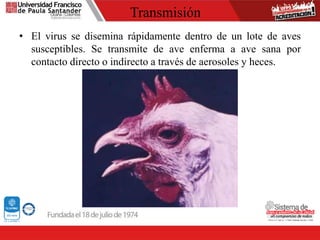 Transmisión
• El virus se disemina rápidamente dentro de un lote de aves
susceptibles. Se transmite de ave enferma a ave sana por
contacto directo o indirecto a través de aerosoles y heces.
 