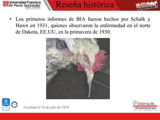 Reseña histórica
• Los primeros informes de BIA fueron hechos por Schalk y
Hawn en 1931, quienes observaron la enfermedad en el norte
de Dakota, EE.UU, en la primavera de 1930.
 
