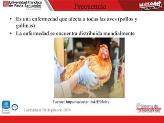 Frecuencia
• Es una enfermedad que afecta a todas las aves (pollos y
gallinas)
• La enfermedad se encuentra distribuida mundialmente
Fuente: https://acortar.link/E9Johv
 