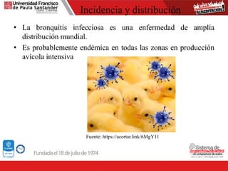 Incidencia y distribución
• La bronquitis infecciosa es una enfermedad de amplia
distribución mundial.
• Es probablemente endémica en todas las zonas en producción
avícola intensiva
Fuente: https://acortar.link/6MgY11
 