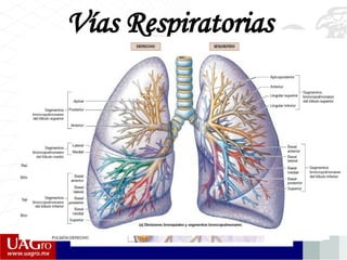 Vías Respiratorias
 