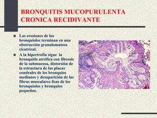 BRONQUITIS MUCOPURULENTA
CRONICA RECIDIVANTE
Las erosiones de los
bronquíolos terminan en una
obstrucción granulomatosa
cicatrizal.
A la hipertrofia sigue la
bronquitis atrófica con fibrosis
de la submucosa, distorsión de
la estructura de las placas
condrales de los bronquios
medianos y desaparición de las
fibras musculares lisas de los
bronquíolos y bronquios
pequeños.
 