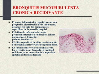 BRONQUITIS MUCOPURULENTA
CRONICA RECIDIVANTE
Procesos inflamatorios repetitivos con una
progresiva cicatrización de la submucosa,
desaparecen más los componentes
específicos de la pared bronquial.
El infiltrado inflamatorio consta
predominantemente de linfocitos, células
plasmáticas y leucocitos
polimorfonucleares.
Pérdida superficial de cilios con formación
de metaplasia irreversible de epitelio plano.
La función ciliar cesa en amplias áreas.
La secreción no es formada en cantidad
suficiente, ni se mueve hacia la superficie
epitelial en forma adecuada
 