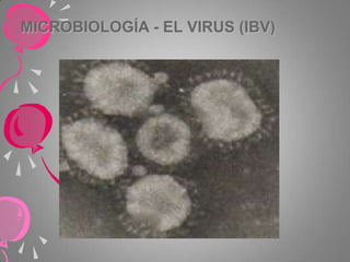 MICROBIOLOGÍA - EL VIRUS (IBV)