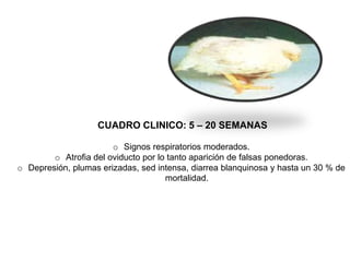 CUADRO CLINICO: 5 – 20 SEMANAS 
o Signos respiratorios moderados. 
o Atrofia del oviducto por lo tanto aparición de falsas ponedoras. 
o Depresión, plumas erizadas, sed intensa, diarrea blanquinosa y hasta un 30 % de 
mortalidad. 
 