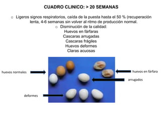 CUADRO CLINICO: > 20 SEMANAS 
o Ligeros signos respiratorios, caída de la puesta hasta el 50 % (recuperación 
lenta, 4-6 semanas sin volver al ritmo de producción normal. 
o Disminución de la calidad: 
Huevos en fárfaras 
Cascaras arrugadas 
Cascaras frágiles 
Huevos deformes 
Claras acuosas 
huevos normales huevos en fárfara 
arrugados 
deformes 
 