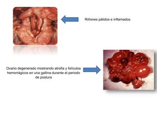 Riñones pálidos e inflamados 
Ovario degenerado mostrando atrofia y folículos 
hemorrágicos en una gallina durante el periodo 
de postura 
 