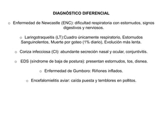 DIAGNÓSTICO DIFERENCIAL 
o Enfermedad de Newcastle (ENC): dificultad respiratoria con estornudos, signos 
digestivos y nerviosos. 
o Laringotraqueitis (LT):Cuadro únicamente respiratorio, Estornudos 
Sanguinolentos, Muerte por goteo (1% diario), Evolución más lenta. 
o Coriza infecciosa (CI): abundante secreción nasal y ocular, conjuntivitis. 
o EDS (síndrome de baja de postura): presentan estornudos, tos, disnea. 
o Enfermedad de Gumboro: Riñones inflados. 
o Encefalomielitis aviar: caída puesta y temblores en pollitos. 
 