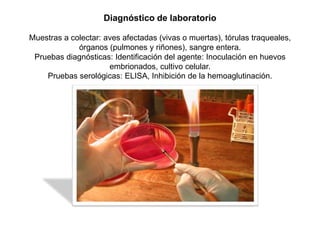 Diagnóstico de laboratorio 
Muestras a colectar: aves afectadas (vivas o muertas), tórulas traqueales, 
órganos (pulmones y riñones), sangre entera. 
Pruebas diagnósticas: Identificación del agente: Inoculación en huevos 
embrionados, cultivo celular. 
Pruebas serológicas: ELISA, Inhibición de la hemoaglutinación. 
 