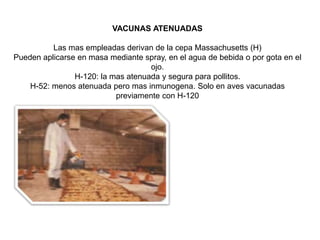 VACUNAS ATENUADAS 
Las mas empleadas derivan de la cepa Massachusetts (H) 
Pueden aplicarse en masa mediante spray, en el agua de bebida o por gota en el 
ojo. 
H-120: la mas atenuada y segura para pollitos. 
H-52: menos atenuada pero mas inmunogena. Solo en aves vacunadas 
previamente con H-120 
 