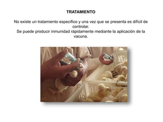 TRATAMIENTO 
No existe un tratamiento especifico y una vez que se presenta es difícil de 
controlar. 
Se puede producir inmunidad rápidamente mediante la aplicación de la 
vacuna. 
 