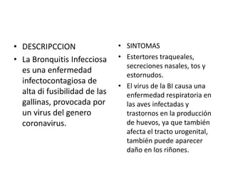 • DESCRIPCCION 
• La Bronquitis Infecciosa 
es una enfermedad 
infectocontagiosa de 
alta di fusibilidad de las 
gallinas, provocada por 
un virus del genero 
coronavirus. 
• SINTOMAS 
• Estertores traqueales, 
secreciones nasales, tos y 
estornudos. 
• El virus de la BI causa una 
enfermedad respiratoria en 
las aves infectadas y 
trastornos en la producción 
de huevos, ya que también 
afecta el tracto urogenital, 
también puede aparecer 
daño en los riñones. 
 