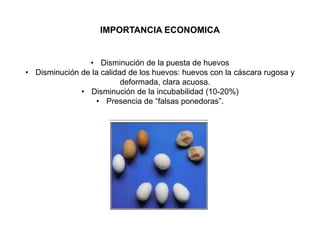 IMPORTANCIA ECONOMICA 
• Disminución de la puesta de huevos 
• Disminución de la calidad de los huevos: huevos con la cáscara rugosa y 
deformada, clara acuosa. 
• Disminución de la incubabilidad (10-20%) 
• Presencia de “falsas ponedoras”. 
 