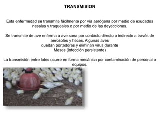 TRANSMISION 
Esta enfermedad se transmite fácilmente por vía aerógena por medio de exudados 
nasales y traqueales o por medio de las deyecciones. 
Se transmite de ave enferma a ave sana por contacto directo o indirecto a través de 
aerosoles y heces. Algunas aves 
quedan portadoras y eliminan virus durante 
Meses (infección persistente) 
La transmisión entre lotes ocurre en forma mecánica por contaminación de personal o 
equipos. 
 