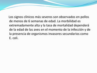    Los signos clínicos más severos son observados en pollos de menos de 6 semanas de edad. La morbilidad es extremadamente alta y la tasa de mortalidad dependerá de la edad de las aves en el momento de la infección y de la presencia de organismos invasores secundarios como E. coli.