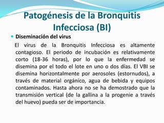 Patogénesis de la Bronquitis Infecciosa (BI)Diseminación del virus   El virus de la Bronquitis Infecciosa es altamente contagioso. El periodo de incubación es relativamente corto (18-36 horas), por lo que la enfermedad se disemina por el todo el lote en uno o dos días. El VBI se disemina horizontalmente por aerosoles (estornudos), a través de material orgánico, agua de bebida y equipos contaminados. Hasta ahora no se ha demostrado que la transmisión vertical (de la gallina a la progenie a través del huevo) pueda ser de importancia. 