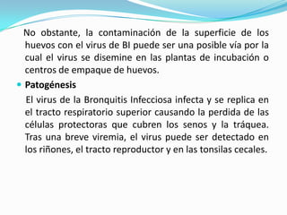    No obstante, la contaminación de la superficie de los huevos con el virus de BI puede ser una posible vía por la cual el virus se disemine en las plantas de incubación o centros de empaque de huevos.Patogénesis    El virus de la Bronquitis Infecciosa infecta y se replica en el tracto respiratorio superior causando la perdida de las células protectoras que cubren los senos y la tráquea. Tras una breve viremia, el virus puede ser detectado en los riñones, el tracto reproductor y en las tonsilas cecales. 